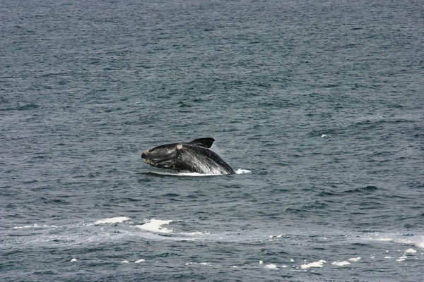 Southern Right Whale, Hermanus, South Africa